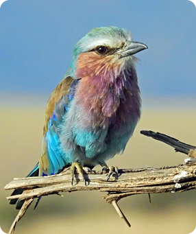 Bird