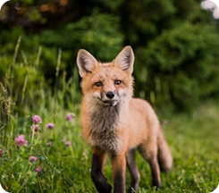 Fox