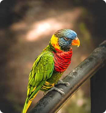 Parrot